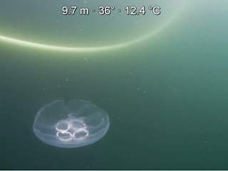 Moorings and jellyfish