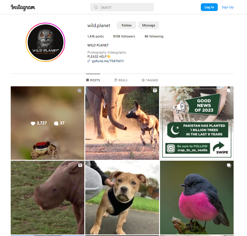 wild animals instagram