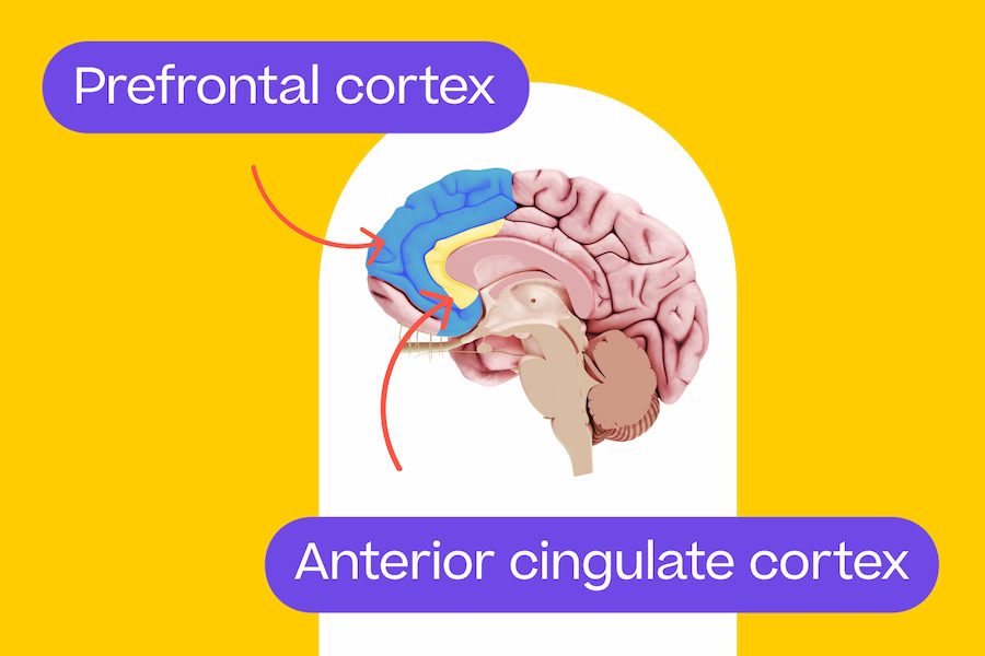 a medical diagram of a brain with one label pointing towards a small part called the anterior cingulate cortex and another pointing to a large part called the prefrontal cortex