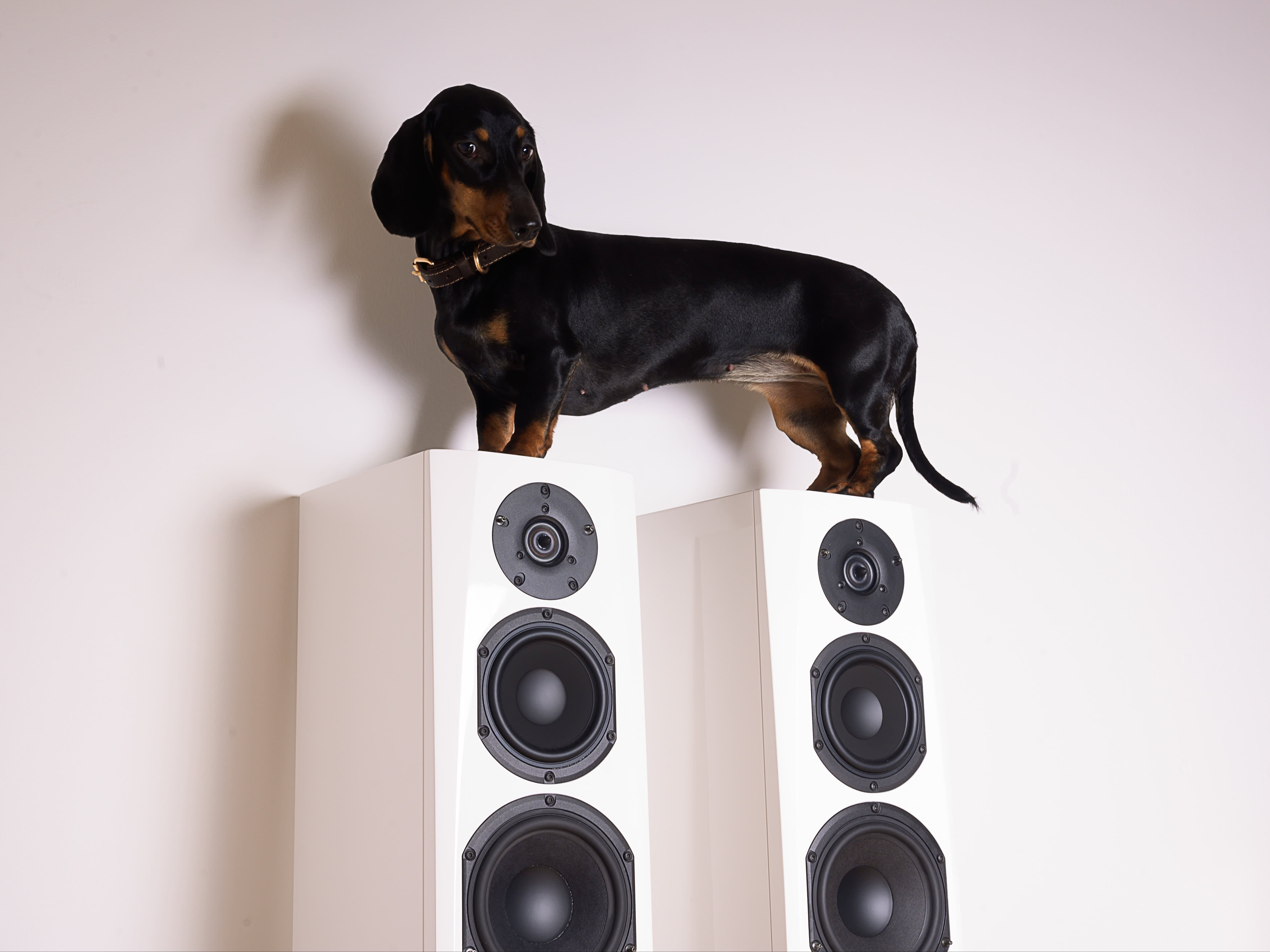 dog standing on top of the speakers
