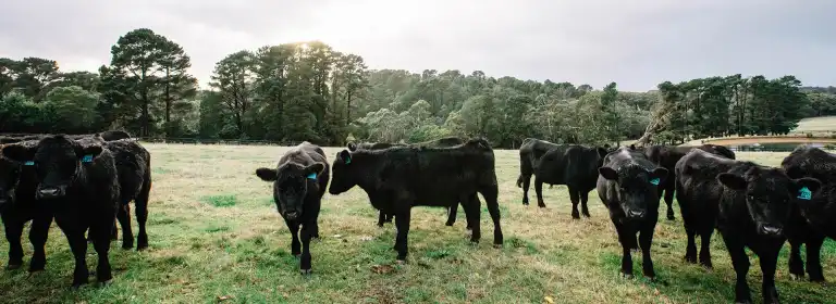 Black cows in a grass field.