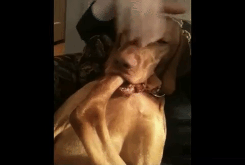 dogs relieve stress