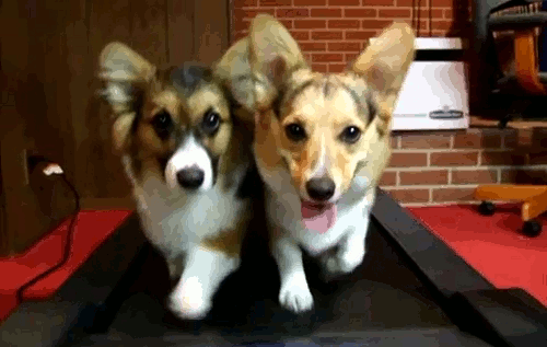 dogs encourage exercise