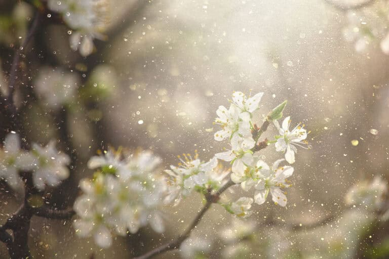 Pollen Alert! Spring blooms mean high pollen counts.