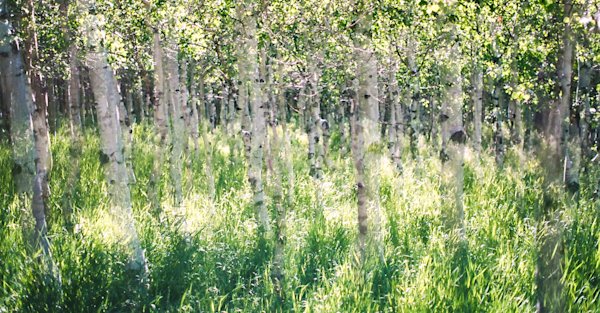 Jason-Corning-Dual-Exposure-CA-8