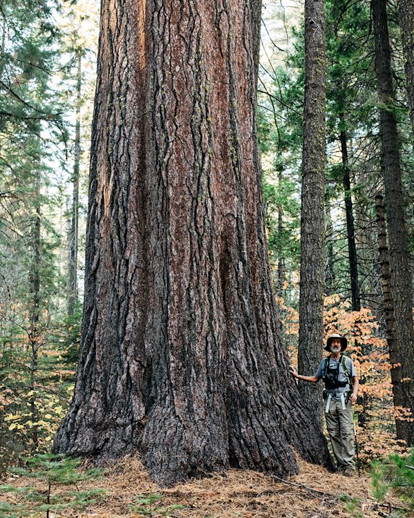 Worlds-Largest-Pine-Tree-Gathering-Growth-1