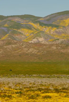 Searching for Solitude and Superblooms in California's Carrizo Plain