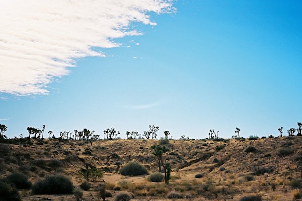GH-JoshuaTree-14