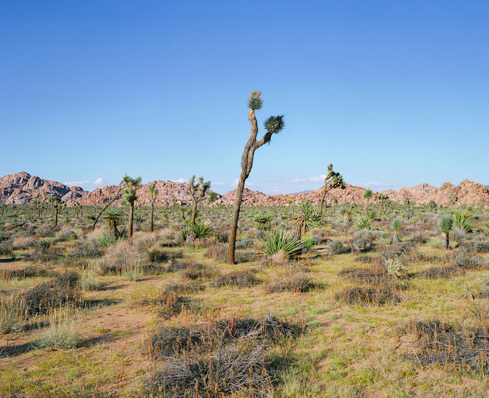 arnaud-teicher-california-11