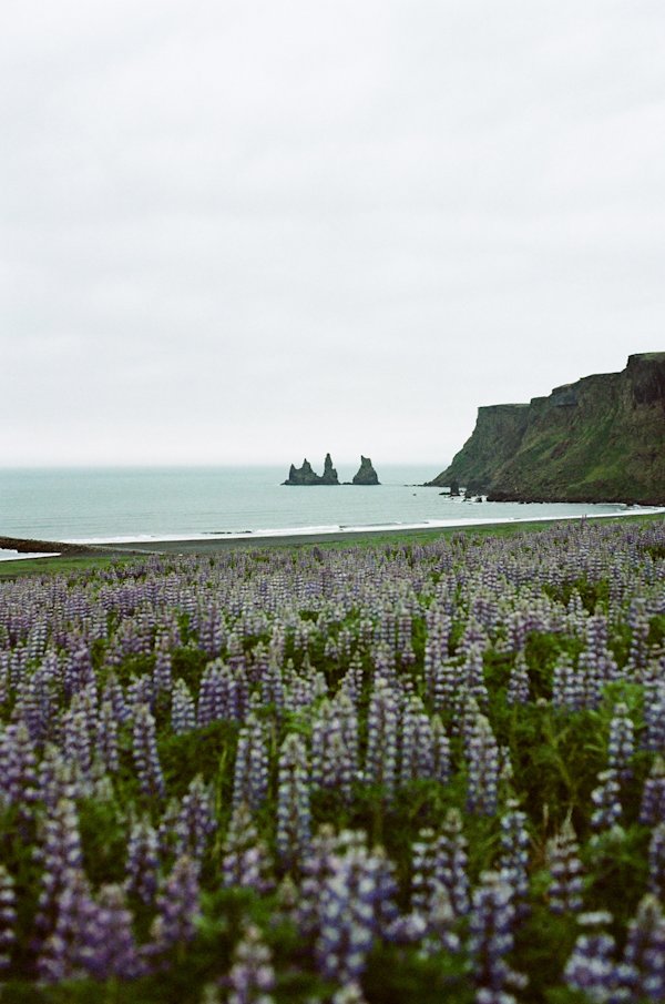 Barkman-Iceland-11-meadow