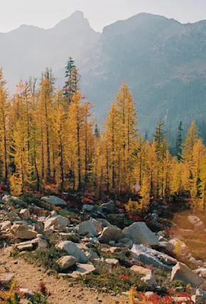 Chasing the Famous & Rare Golden Larch in North Cascades National Park
