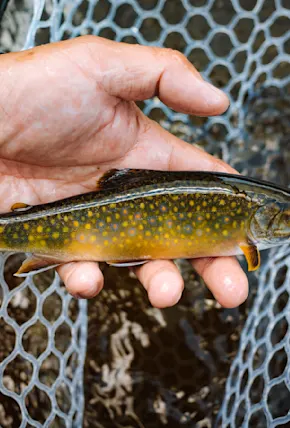 Inside the Orvis Rod Factory, a Hub of American Fly Fishing Innovation