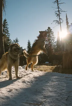 Dog Sledding in Olney, MT