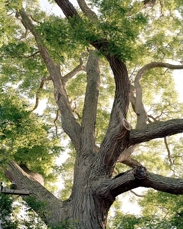 Marthas-Vinyard-Pagoda-Tree-BK-2