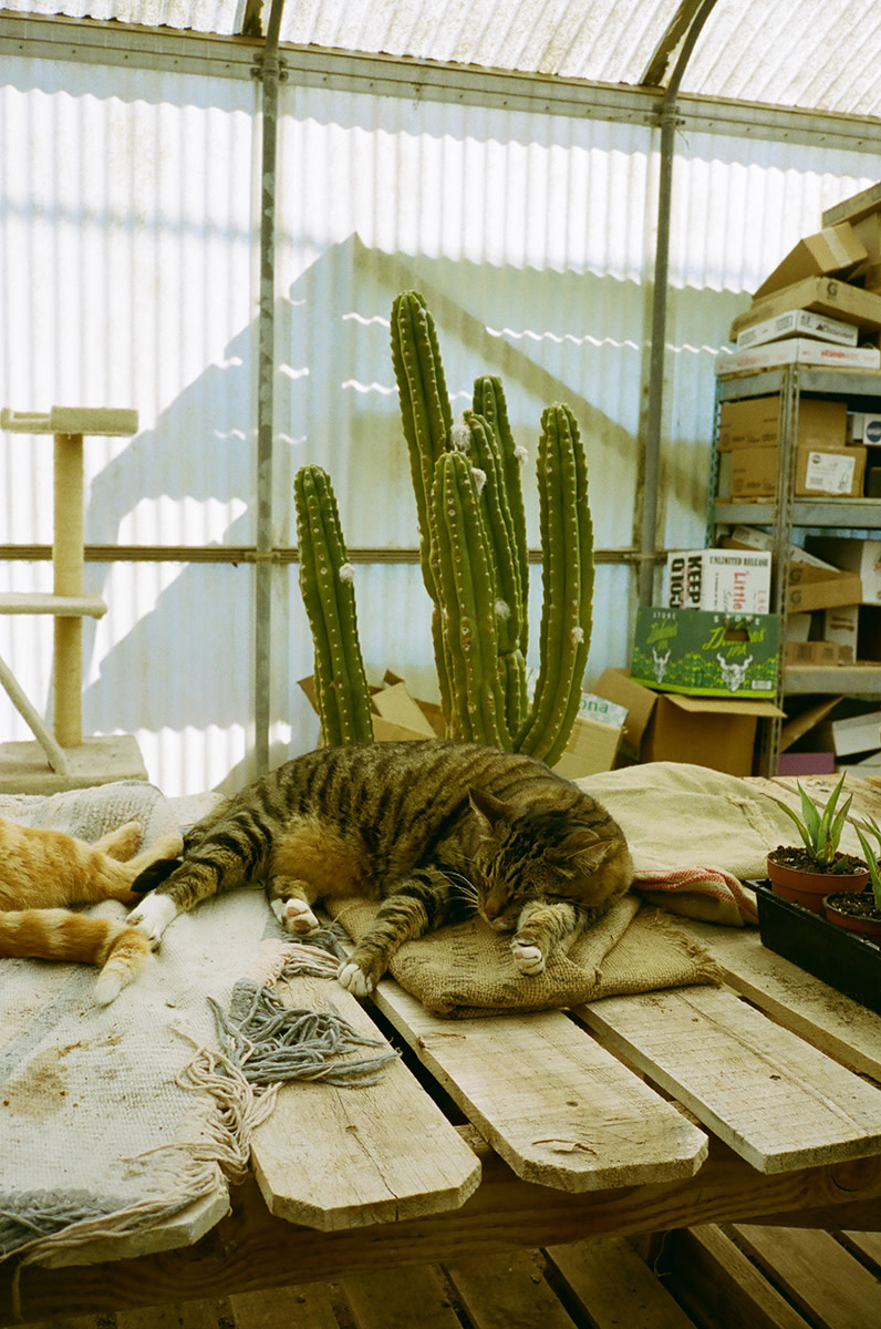 Ramon-Barcenas-Joshua-Tree-Cactus-Mart-Field-Mag-21