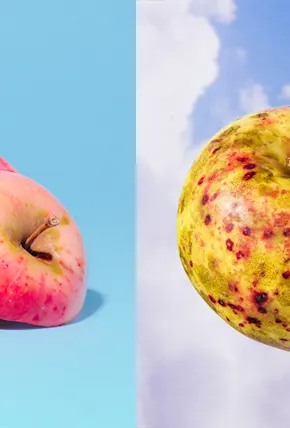 Artist William Mullan Is Documenting the World's Strangest Apples