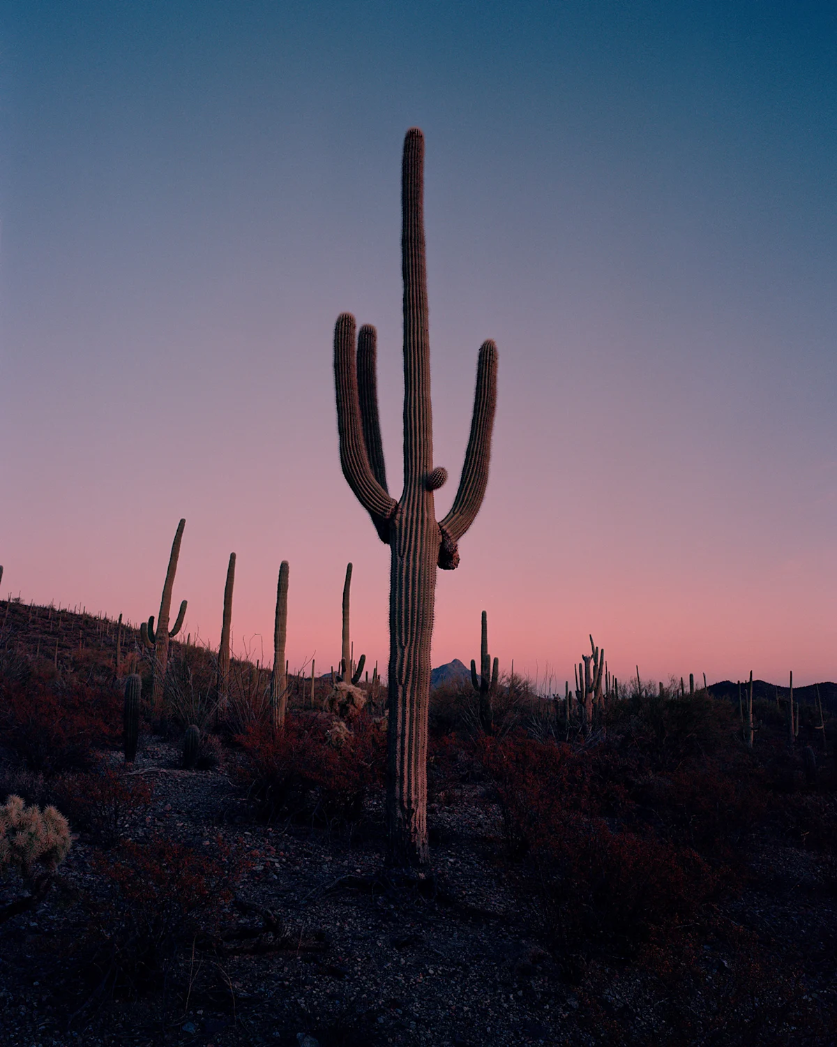 brendan-george-ko-Saguaro-IV