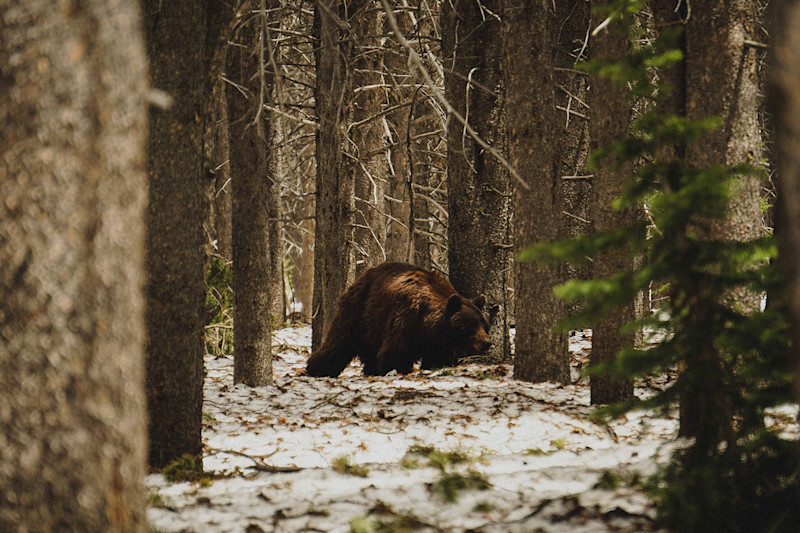 Andrew-Wee-Teton-Yellowstone-16