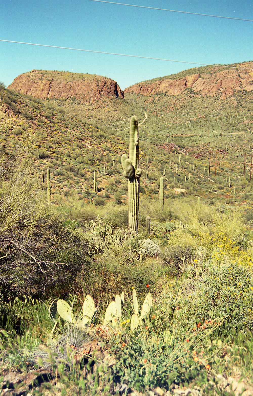 Sean-Collier-Sonora-Desert-4