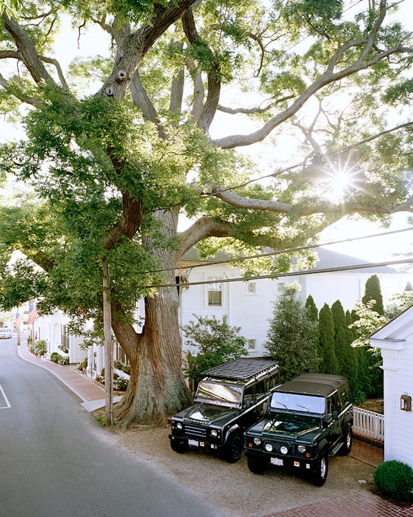 Marthas-Vinyard-Pagoda-Tree-BK-1