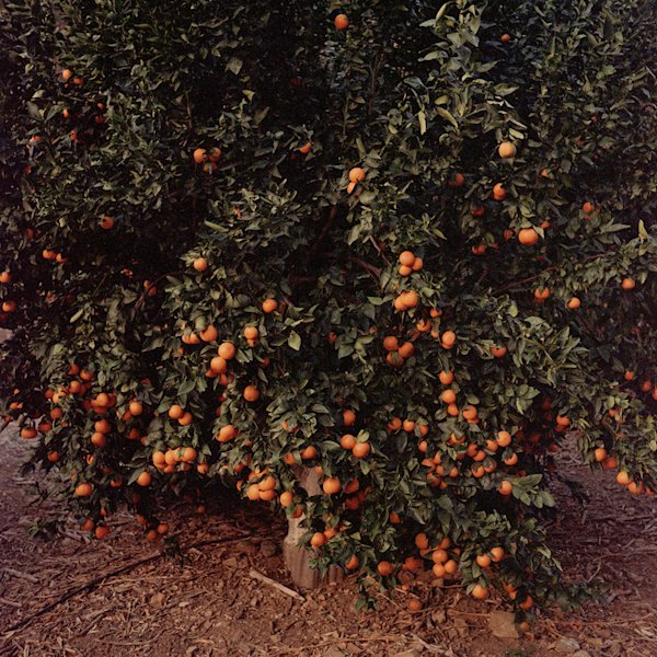 photography by Landon Speers