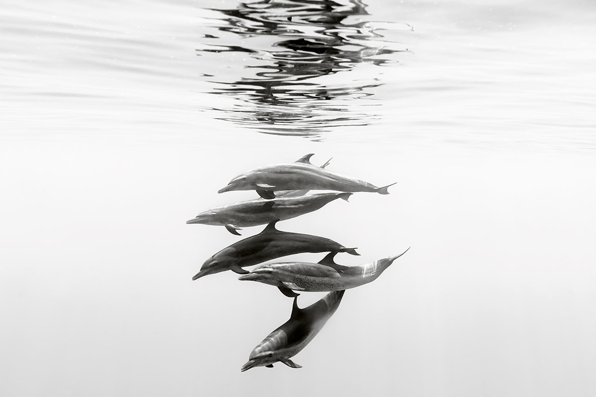 Silent-Kingdom-Christian-Vizl-IxtapaOcean-5