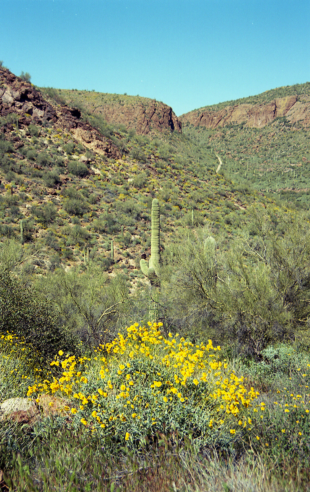 Sean-Collier-Sonora-Desert-7