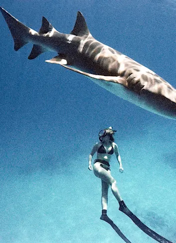 A Lesson in Underwater Film Photography, While Swimming With Sharks