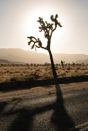 Lessons Learned From Living and Working in Joshua Tree National Park