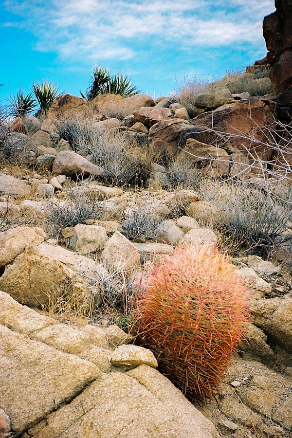 GH-JoshuaTree-8