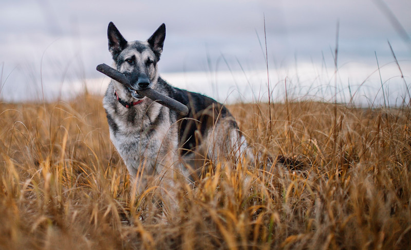 Q&A: Photographer Julia Sumpter and Her Dog Portrait Series