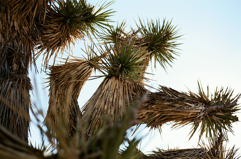 Vic-Garcia-CA-Desert-11