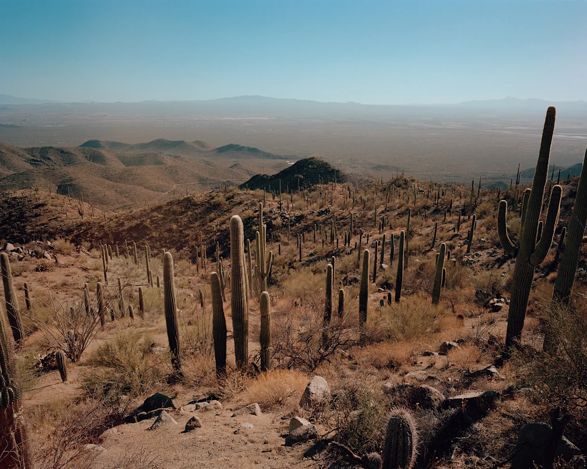brendan-george-ko-Amongst-the-Saguaro-II