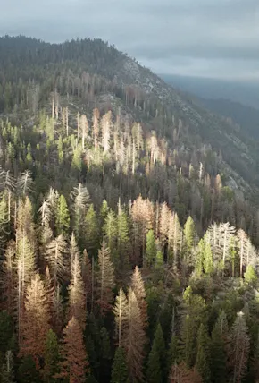 A Weekend in Sequoia & Kings Canyon National Parks