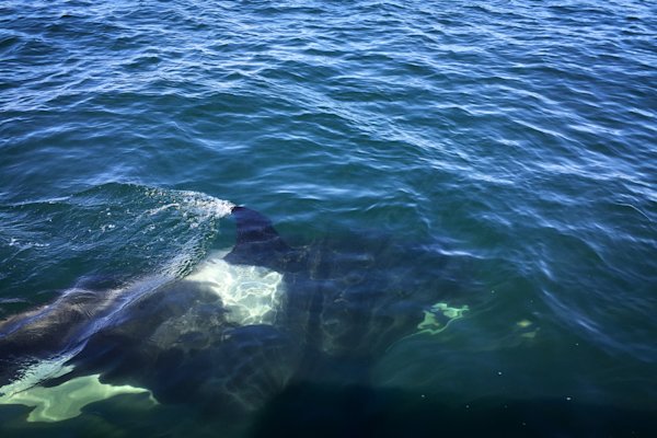 orcas-thermarest-25