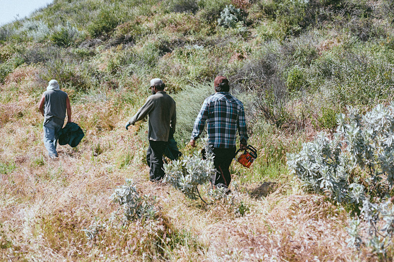 The Coastal Bloom, Los Padres National Forest