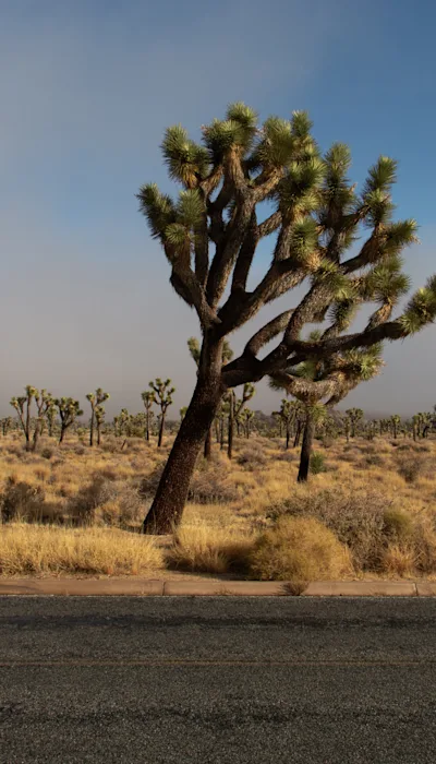 Lessons Learned From Living and Working in Joshua Tree National Park