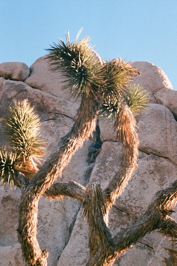 M-Richardson-Joshua-Tree-2