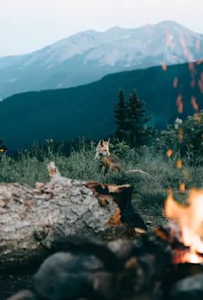 Photographer Forrest Smith on Life Adrift and His New Book “Wilder"