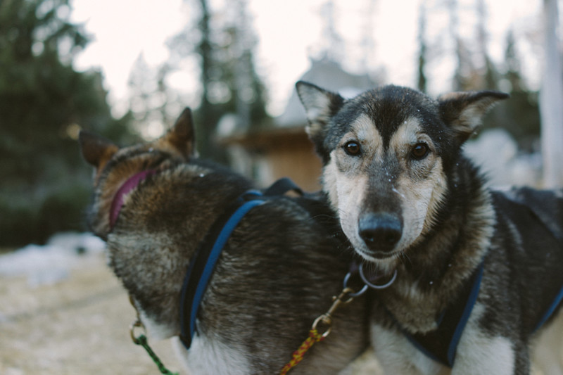 seth-whitefish-dogs-8