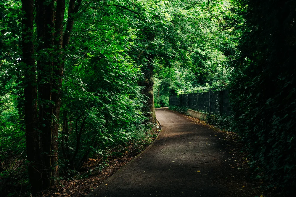 berlin-wall-trail-guide-multipurpose-path-through-trees