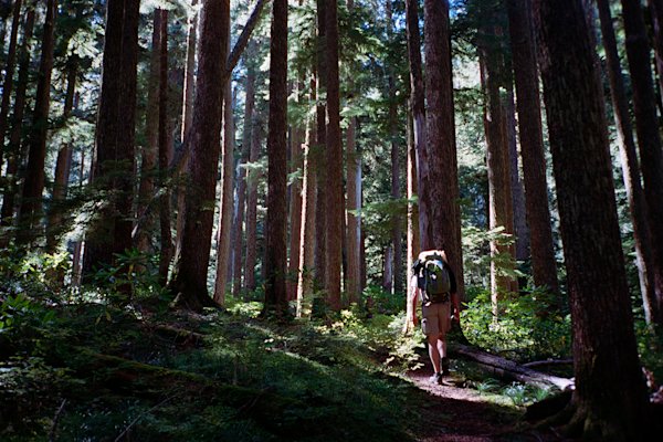 11-devils-peak-lookout-art-forest