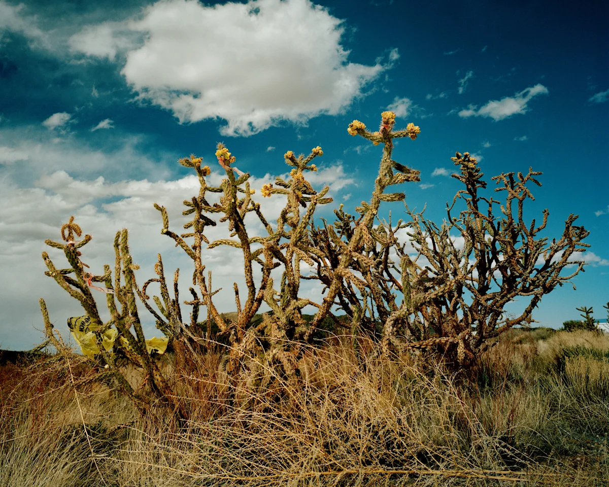 brendan-george-ko-Cholla-Magdalena-I