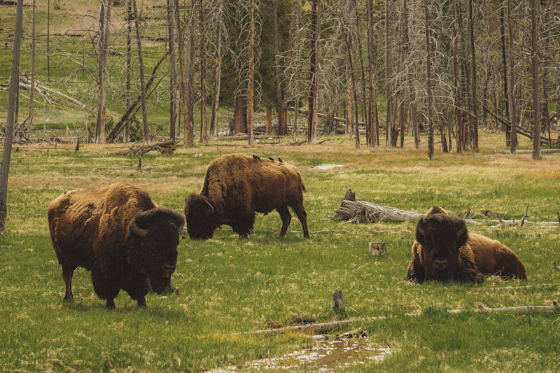 Andrew-Wee-Teton-Yellowstone-17