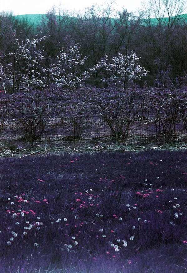 A-Gosselin-Catskills-Experimental-5