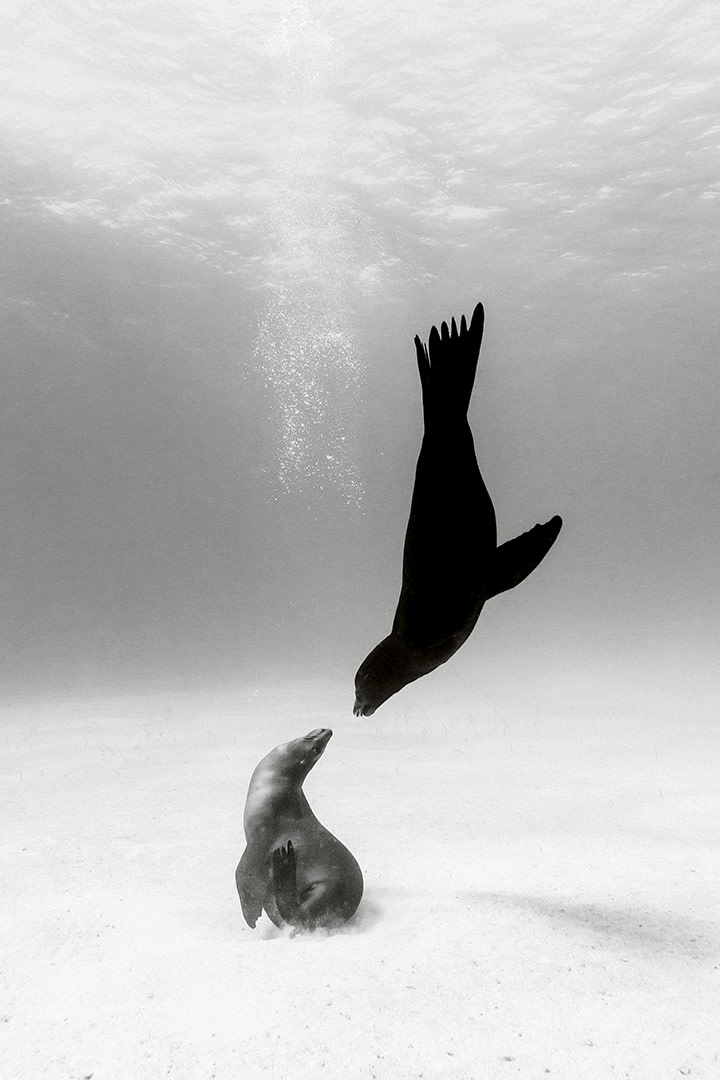 Silent-Kingdom-Christian-Vizl-SeaLions-4