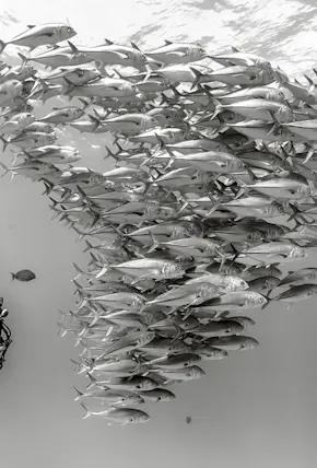 New Book Silent Kingdom, Aims to Inspire Change With Photography