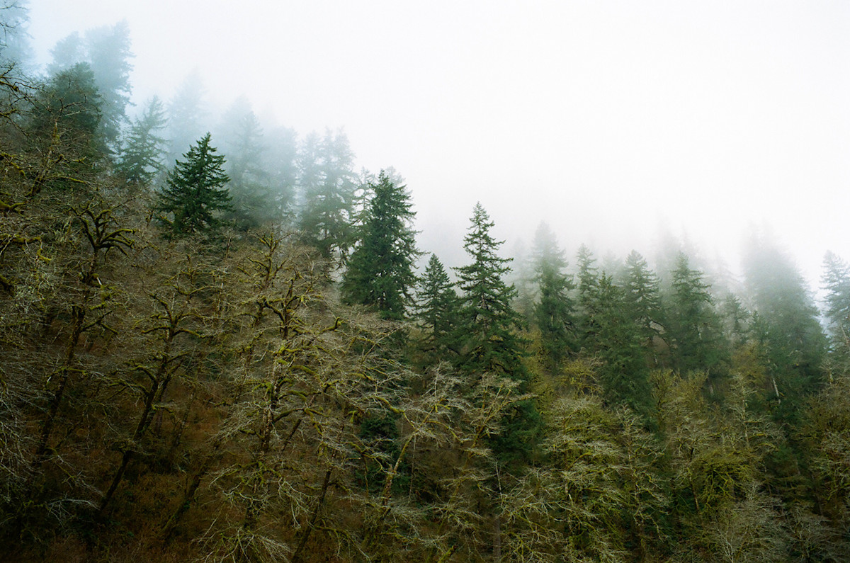 How to Lasso a Lightning Bolt: Fishing for Steelhead in Oregon