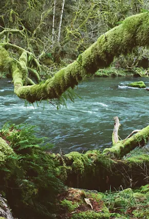 How to Lasso a Lightning Bolt: Fishing for Steelhead in Oregon
