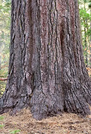 Video: Discovering the World's Largest Pine Tree